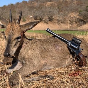 Grey Duiker Handgun Hunt