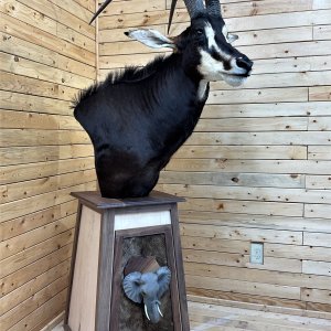 Sable Pedestal Mount Taxidermy