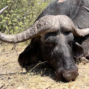Buffalo Hunt Caprivi Namibia