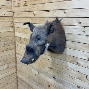 Bushpig Shoulder Mount Taxidermy