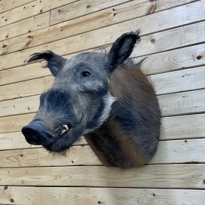 Bushpig Shoulder Mount Taxidermy