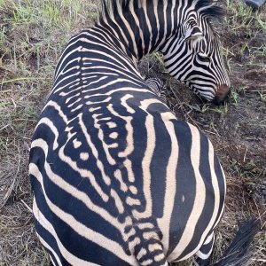 Zebra Hunting Tanzania