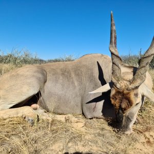 Eland Hunting Namibia