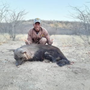 Brown Hyena Hunting Namibia