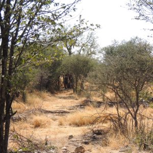 Leopard Bait Namibia