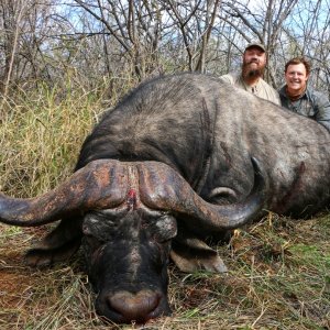 Buffalo Bull Hunt South Africa