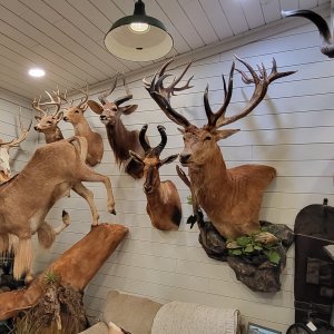 Trophy Room