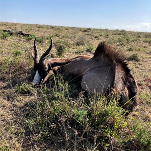 Copper Springbok Hunting Eastern Cape South Africa