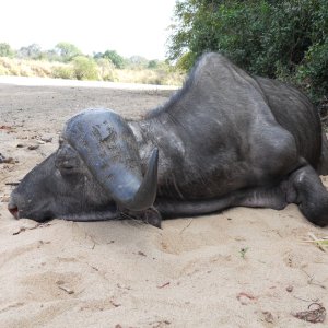 Buffalo Hunting Mozambique