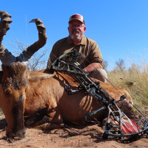 Red Hartebeest Hunt South Africa