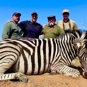 Zebra Hunt South Africa