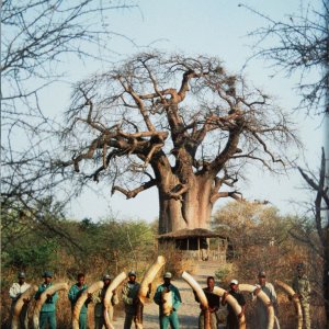 Kai Uwe Denker end of season elephant spread, 115-pounder in the middle-Nyae Nyae Conservancy, Namibia