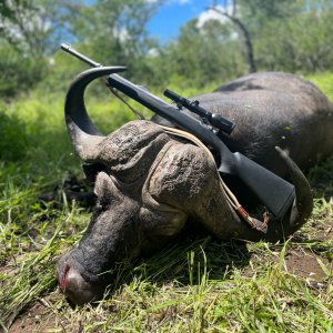 Buffalo Hunting Kwa Zulu Natal South Africa