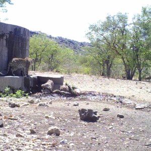 Leopard Trail Camera Namibia