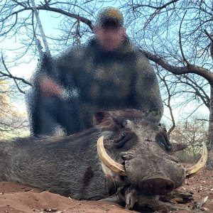 Warthog Hunting South Africa