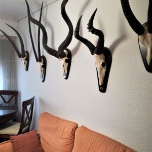 Trophy Room