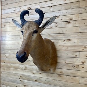 Lichtenstein Hartebeest Shoulder Mount Taxidermy