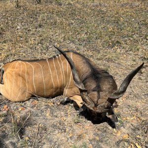 Lord Derby Eland Hunt Cameroon