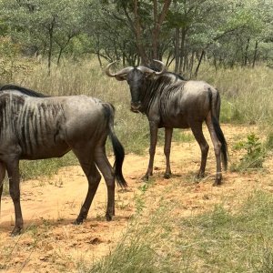 Blue Wildebeest South Africa