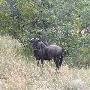 Scrum Cap Blue Wildebeest South Africa