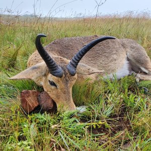 Common Reedbuck Hunt South Africa