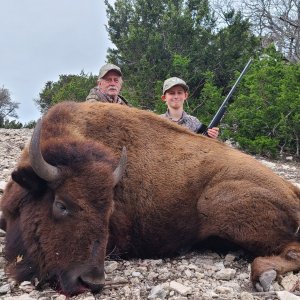 Bison Cow Hunt