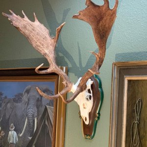 Fallow Deer Stag European Mount Taxidermy