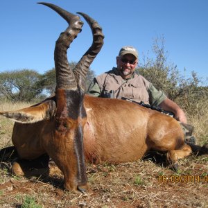 Red Hartebeest Hunt South Africa