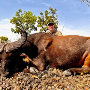 Western Buffalo Hunt Cameroon