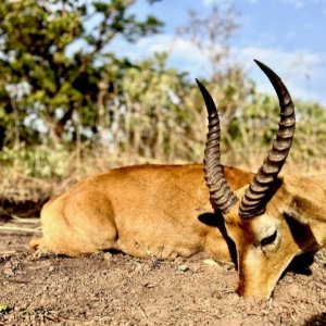 Cob Hunt Cameroon