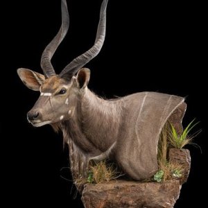 Nyala Wall Pedestal On Custom Base