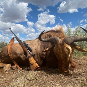 Golden Wildebeest Hunt South Africa