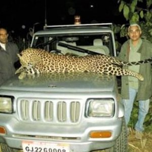 Leopard Hunting India