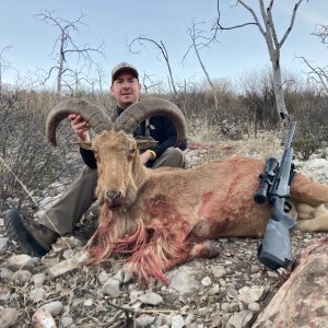 Auodad Hunt Texas