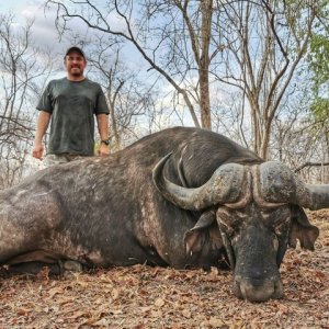 Buffalo Hunt Mozambique