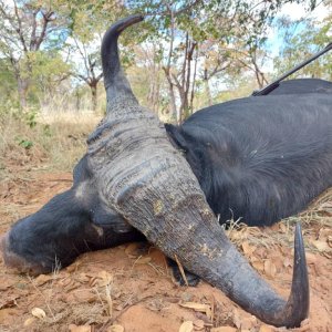 Buffalo Hunting Bwabwata West Namibia