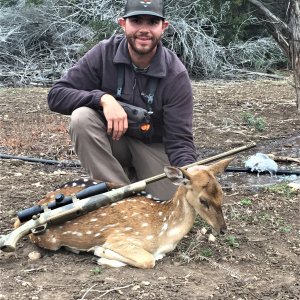 Axis Doe Hunt Texas