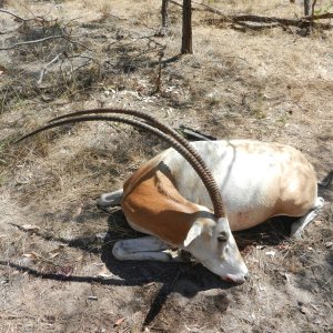 46 Inch Scimitar Oryx Hunt