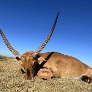 Lechwe Hunt South Africa