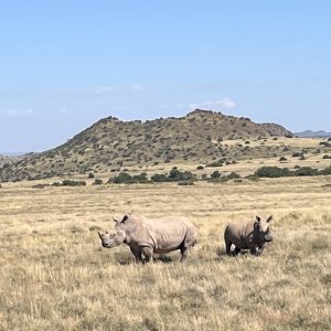 Rhino South Africa