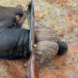 Buffalo Hunt South Africa