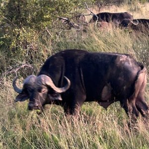 Buffalo South Africa