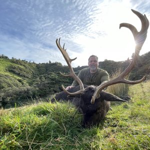 New Zealand Red Stag Hunt