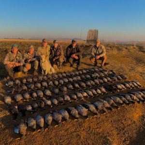 Wild, sustainable bird Hunting Africa