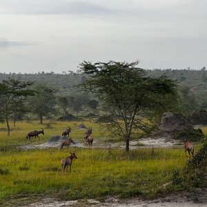 Topi Uganda