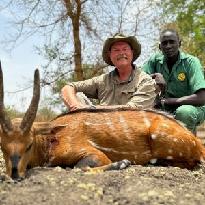 Harnessed Bushbuck Hunt Chad