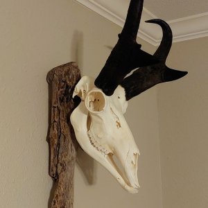 Pronghorn Skull Mount Taxidermy