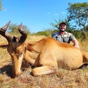 Lichtenstein Hartebeest Hunting South Africa