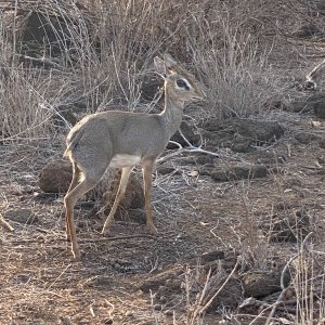 Dik Dik