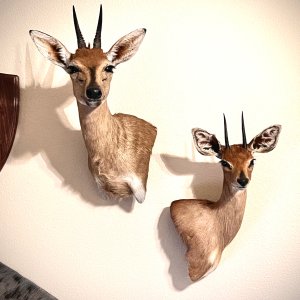 Steenbok & Duiker Wall Pedestal